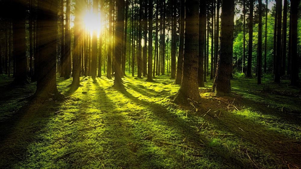 Waldfläche am Stadtrand von Bad Muskau