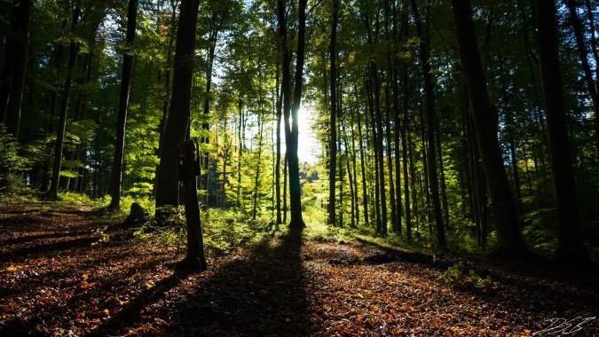 Waldfläche am Stadtrand von Bad Muskau