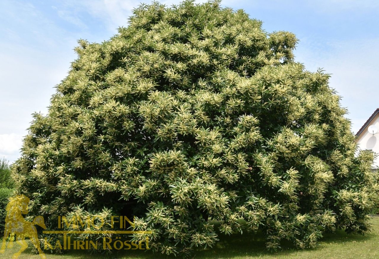 Edelkastanie Frühling/Sommer 2018 - Foto: NOLYweb